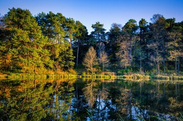 Landscape of a beautiful forest at the shore of a lake that reflects the trees