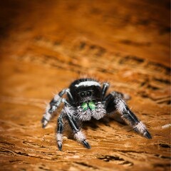 Closeup of a jumping spider on the wooden surface