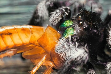 Closeup of a jumping spider eating the prey