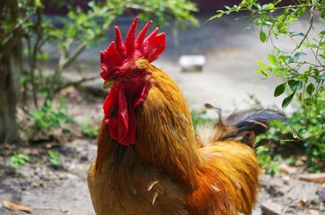 Closeup of a cock at a yard