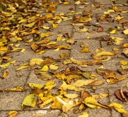 Closeup shot of the autumn leaves on the ground