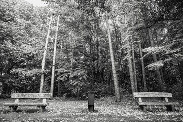 Grayscale shot of wooden benches with long trees and fall leaves on ground in a forest