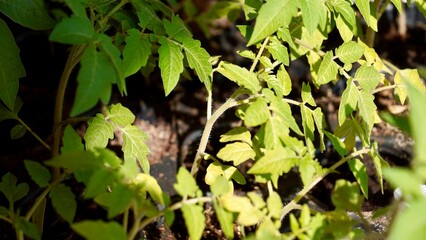 Many green tomato plants in seedling tray on table