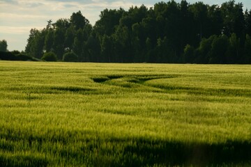 Green field with traces of agricultural machinery