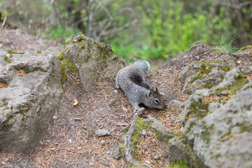 Close up picture of a beautiful, friendly, wild grey squirrel 