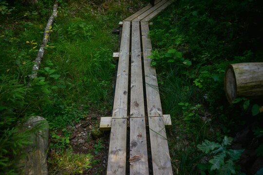 High-angle view of a narrow wooden boardwalk in the greenery