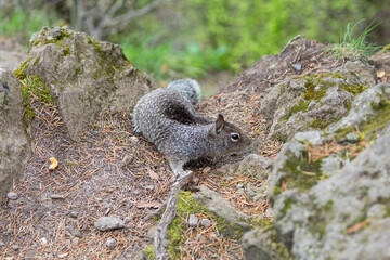 Close up picture of a beautiful, friendly, wild grey squirrel 