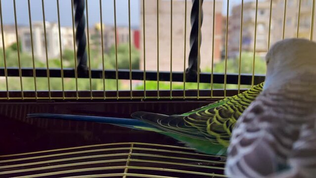 Two small parrots inside a small cage