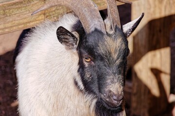 Beautiful goat with big horns on the wooden cage