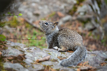 Close up picture of a beautiful, friendly, wild grey squirrel 