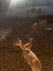 blackbuck or antilope cervicapra or indian antelope herd or group walking and playing together in pattern in soil at nagour rajasthan.