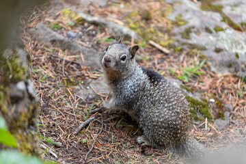Fototapeta premium Close up picture of a beautiful, friendly, wild grey squirrel 