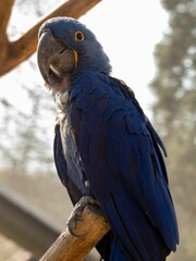 Hyacinth macaw (Anodorhynchus hyacinthinus) under the sunlight