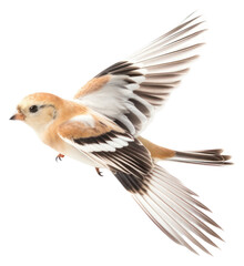 PNG Snow bunting sparrow animal flying. AI generated Image by rawpixel.