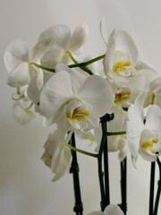 Fototapeta na wymiar Vertical shot of white flowers against the white background