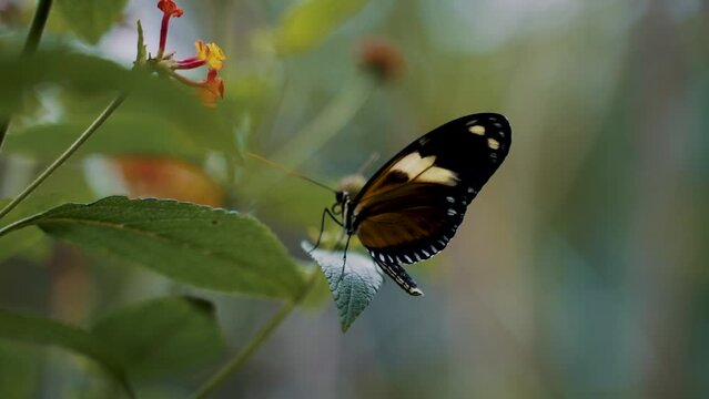 Closeup footage of a black and yellow butterfly on a leaf of a plant against blurred background