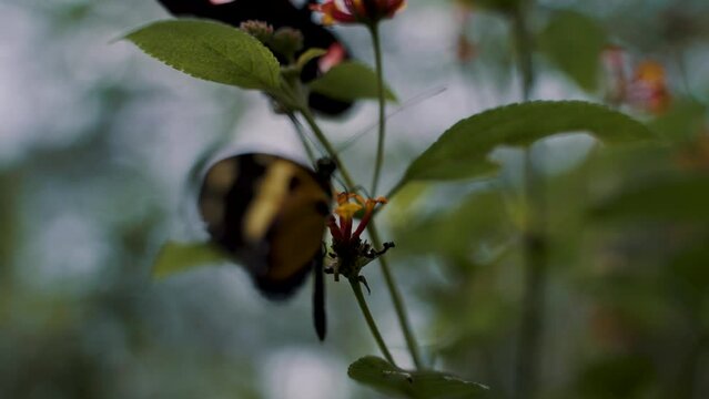 Closeup footage of a blurry black and yellow butterfly on a leaf of a plant
