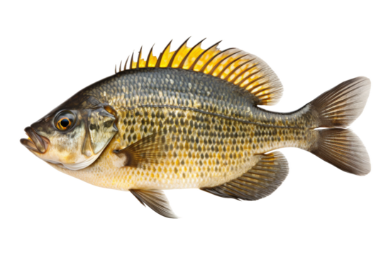 The Ascension of a Whimsical Fish. On White or PNG Transparent Background.