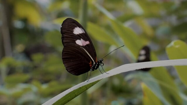 Closeup footage of a black and white butterfly on a leaf of a plant against blurred background