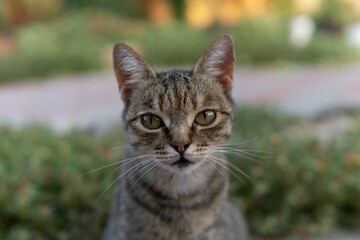 Portrait of a European shorthair cat staring at the camera with wild eyes