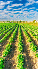 Fototapeta na wymiar beautiful farmland landscape with green rows of potato and vegetables on a spring or summer farm field and nice blue cloudy sky on background