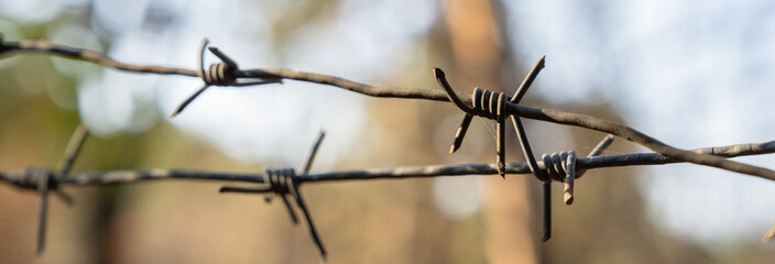 Close-up of Iron Thorns in the forest, stock photo