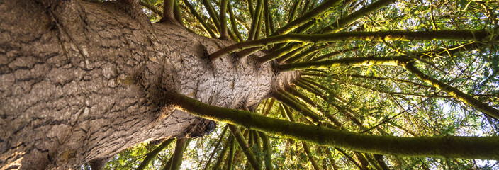 View to the sky through the branches of a tree, stock photo