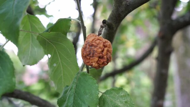 Close-up shot of a rotten apple on a tree in the summer garden - slow motion