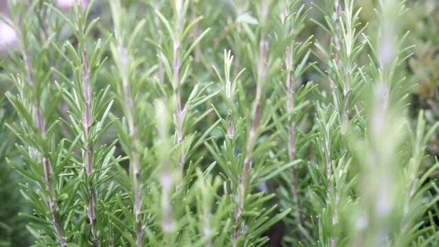 Field of rosemary plants