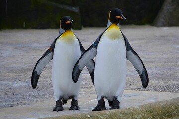 Two King penguins, with yellow-orange plumage at the top of the chest, standing on a ground in a Zoo