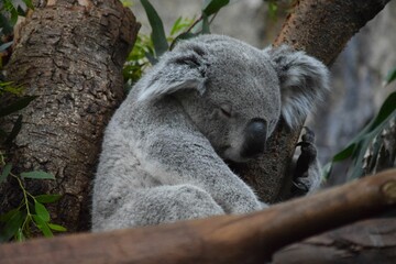 Grey-furred sleepy koala, with fluffy ears, sitting on a tree branch, surrounded by green foliage