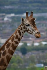 An orange-spotted giraffe and a long neck, with green nature and a city, blurred in the background