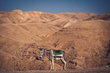 Single donkey standing by dry sandy hills