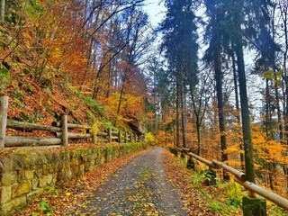 Naklejka premium Beautiful view of a forest pathway during fall