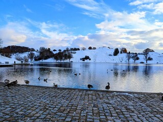 Group of beautiful ducks in a tranquil lake and in front of snowy hills in winter