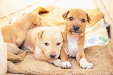 Closeup of three cute newborn puppies lying on the fabric in sunlight