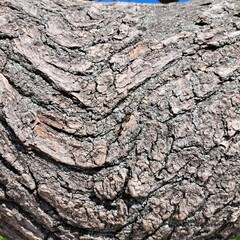 bark of a tree