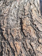 bark of a tree