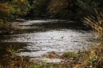 Scenic view of birds flying right above the river in the forest