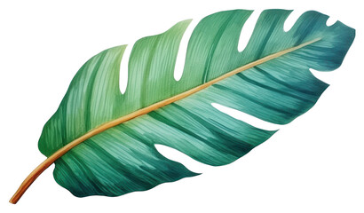 PNG Tropical leaf plant white background nature.