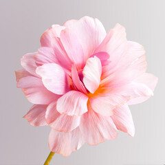 Close-up shot blooming bud of beautiful pink ranunculus butterfly isolated on gray background - 785153266