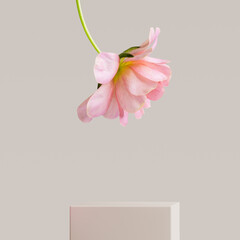 Cosmetic product presentation minimal background with beautiful flower and geometric podium 3d rendering - 785153279