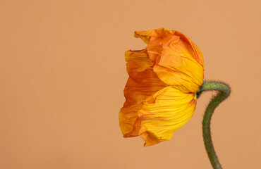 Nature background with close up of single orange poppy flower - 785153675