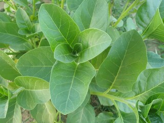 Ashwagandha green plant  medicine plant
