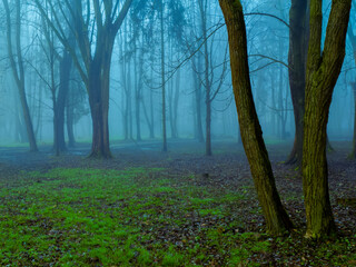 Atmospheric green forest in fog. Mysterious dark woods in the morning. Misty landscape with trees.