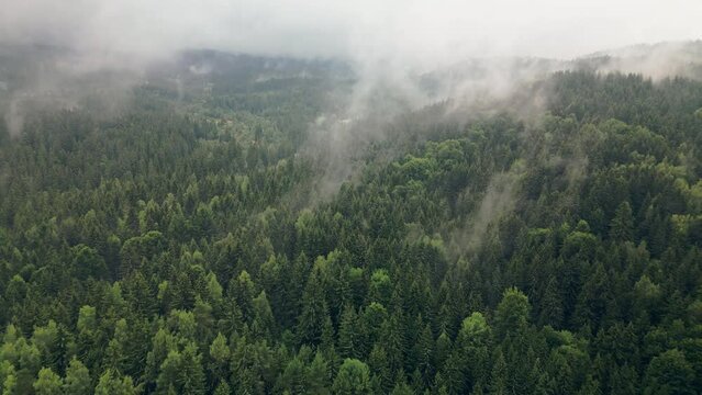 Mystical Fog Evaporates From the Dense Forest of Vitosha into The Clouds Viewed by Aerial