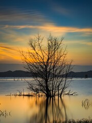 Fototapeta na wymiar Vertical shot of a beautiful tree near Songkhla Lake in Thailand