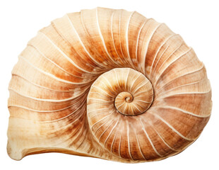 PNG Fossil mollusk shell seashell animal fossil. AI generated Image by rawpixel. - obrazy, fototapety, plakaty
