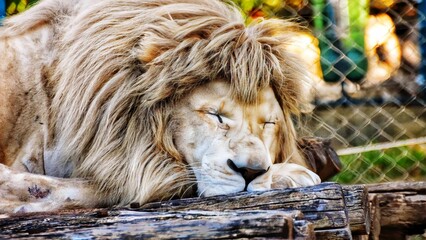 Closeup shot of a male lion sleeping in zoo
