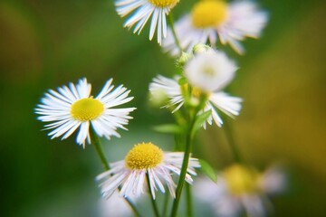 Obraz premium Selective focus shot of delicate white petal daisies in a green garden